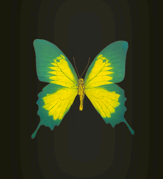 DAMIEN HIRST - BUTTERFLY EFFECT