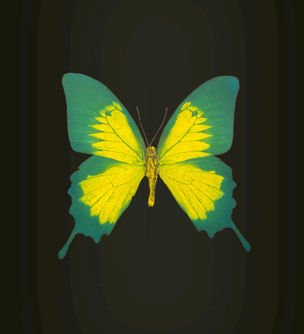 DAMIEN HIRST - KELEBEK ETKİSİ / BUTTERFLY EFFECT