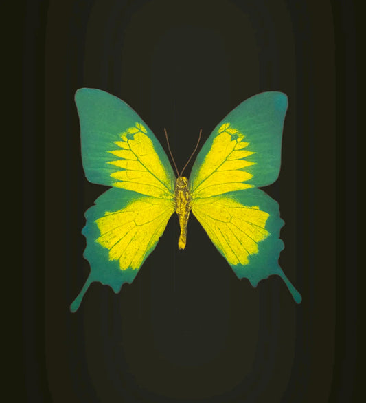 DAMIEN HIRST - BUTTERFLY EFFECT